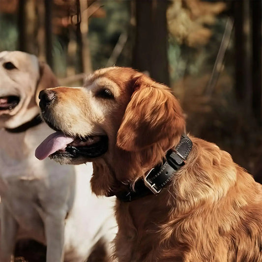 Un golden retriever avec un collier pour chien Médor.