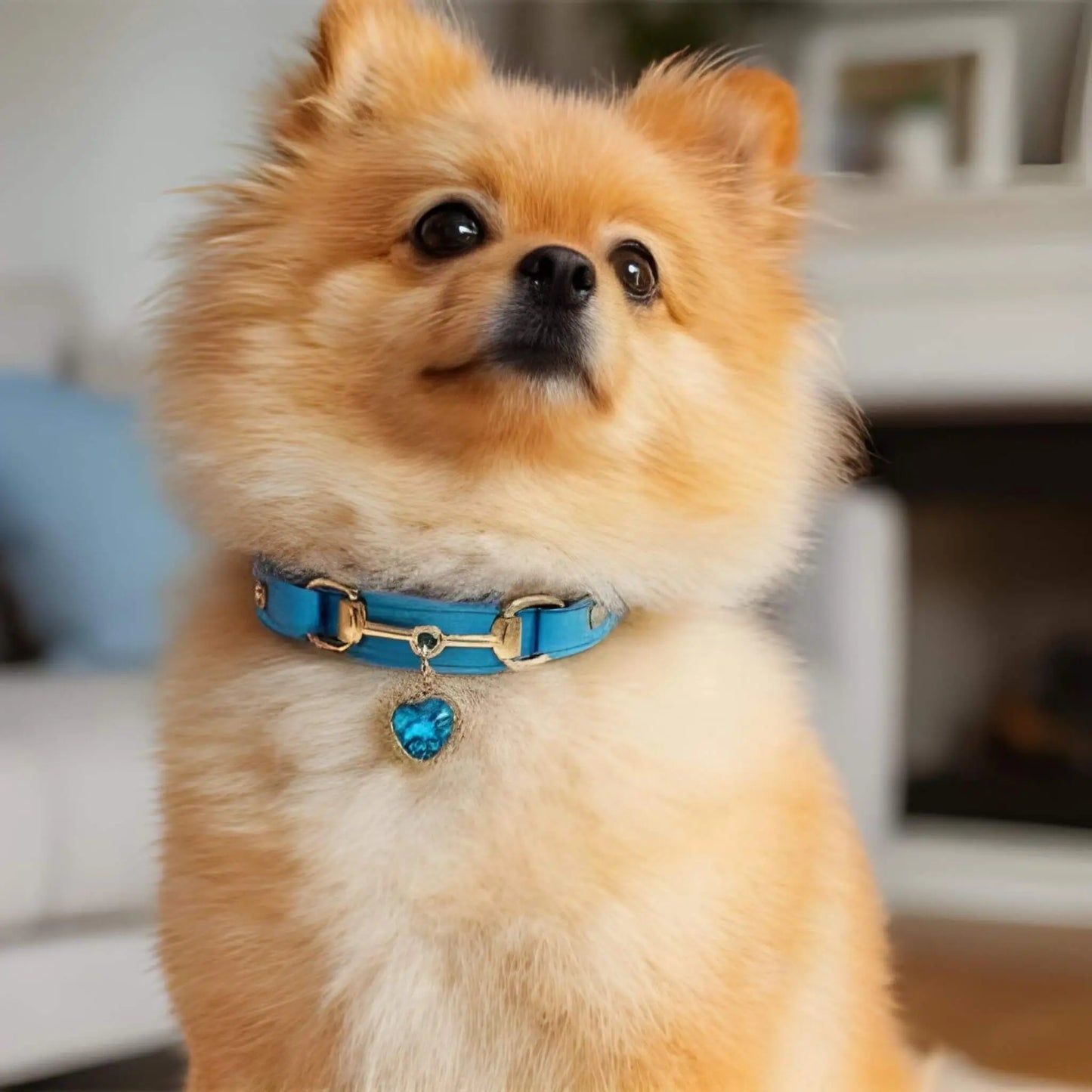 Un Poméranien roux avec un collier pour chien bleu.