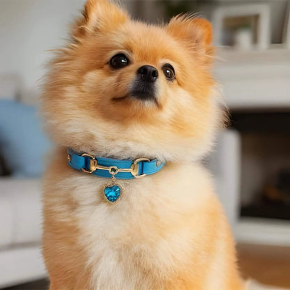 Un Poméranien roux avec un collier pour chien bleu.