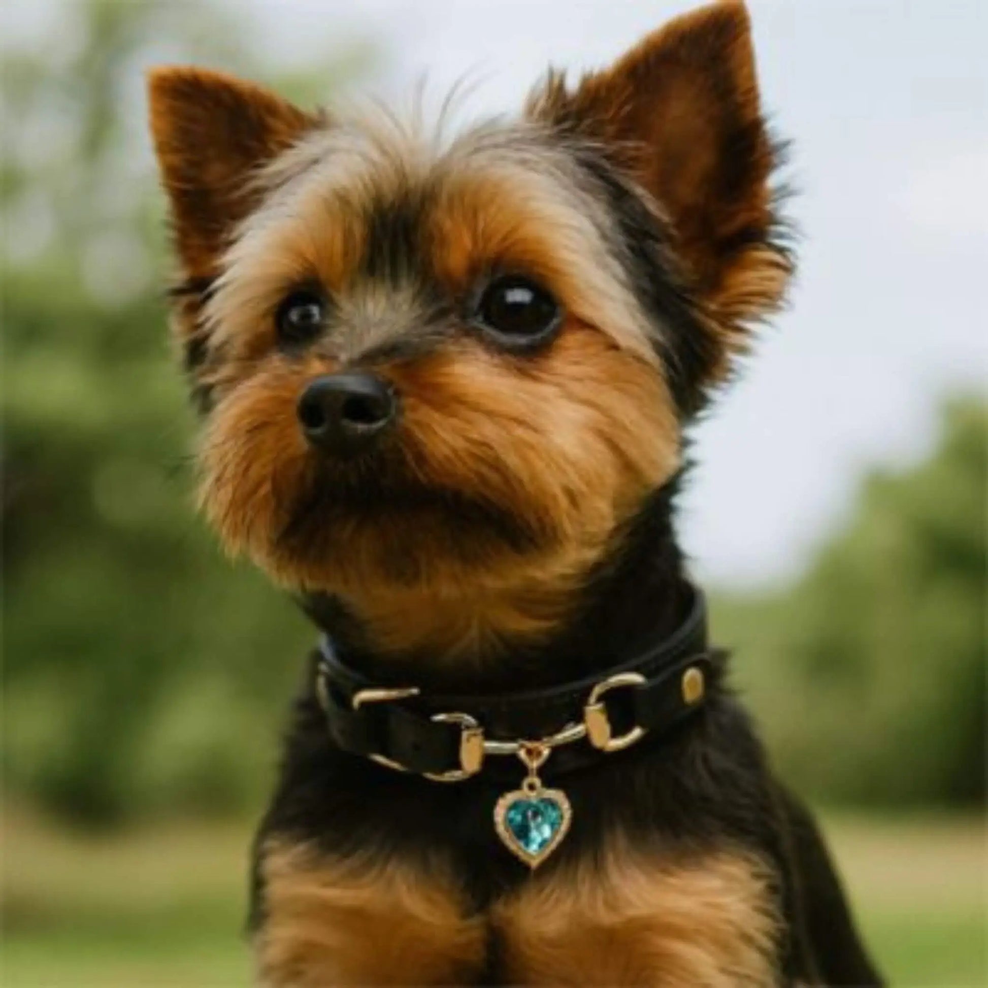 Un yorkshire noir et feu avec son collier pour chien noir.
