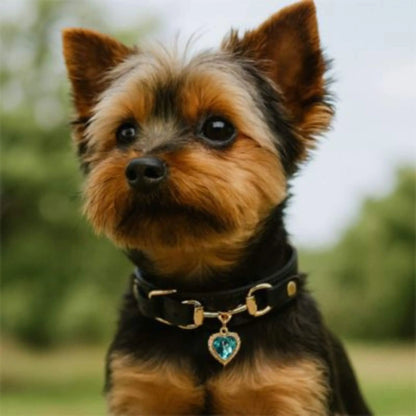 Un yorkshire noir et feu avec son collier pour chien noir.