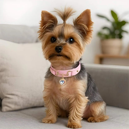 Un yorkshire noir et roux assis sur un sofa avec son collier pour chien rose.