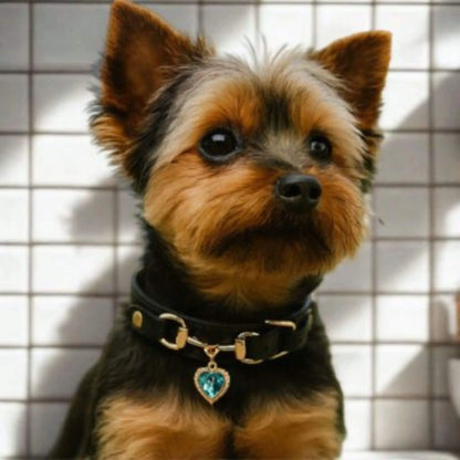 Un Yorkshire noir avec un collier pour chien noir devant un mur à carreaux blancs.