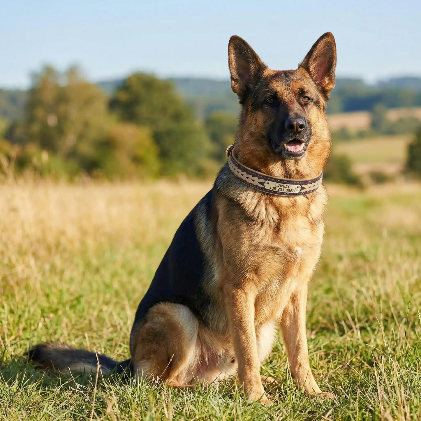 Un berger allemand assis dans un champ porte le collier pour chien personnalisable marron.
