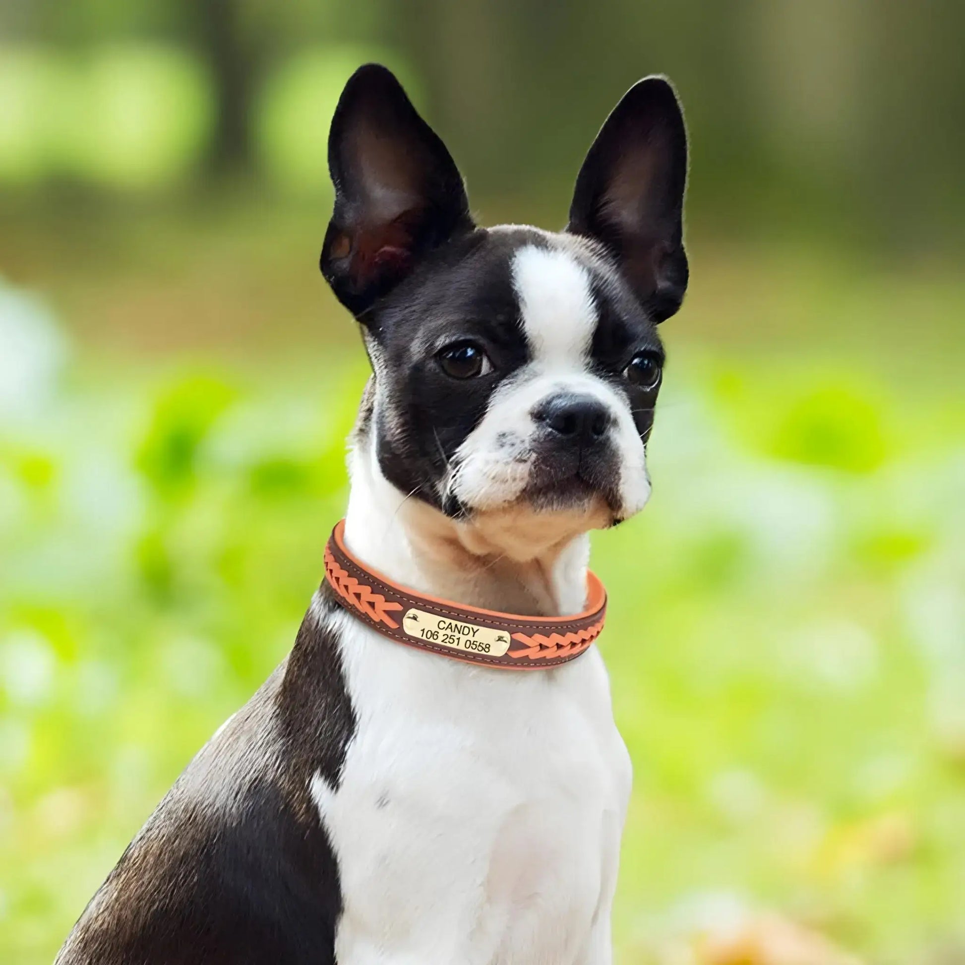 Un Boston terrier porte le collier pour chien personnalisable de couleur saumon.