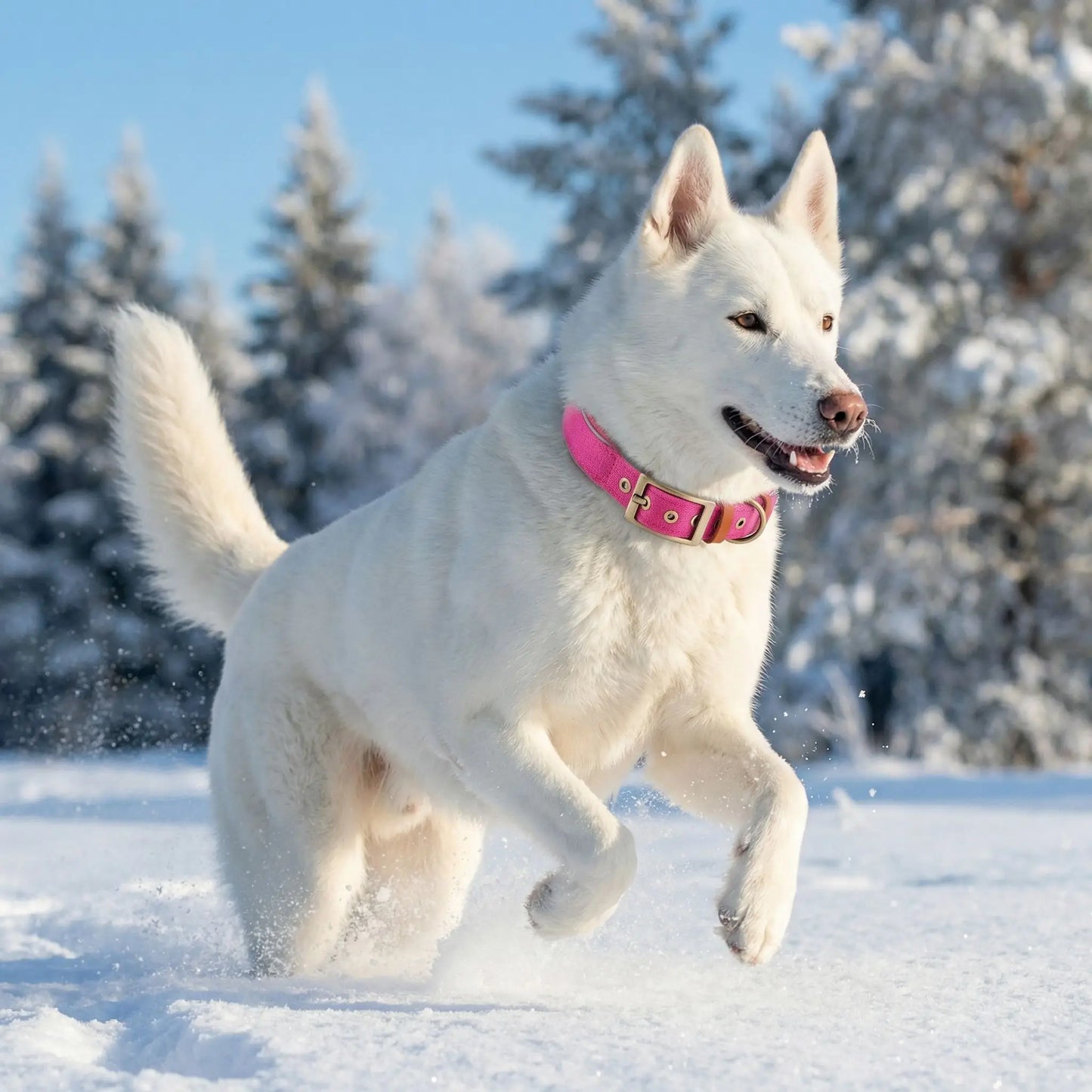 Un berger suisse joue court dans la neige avec son collier pour chien réfléchissant rose.