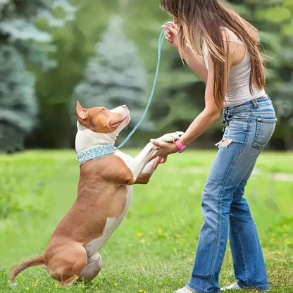 Une maitresse avec son pittbull en laisse  qui porte un collier pour chien à pointes bleu