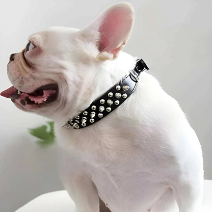 Un bouledogue français blanc et son collier pour chien noir à pointes.