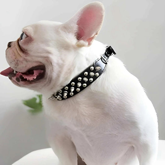Un bouledogue français avec un collier pour chien noir avec pointe.