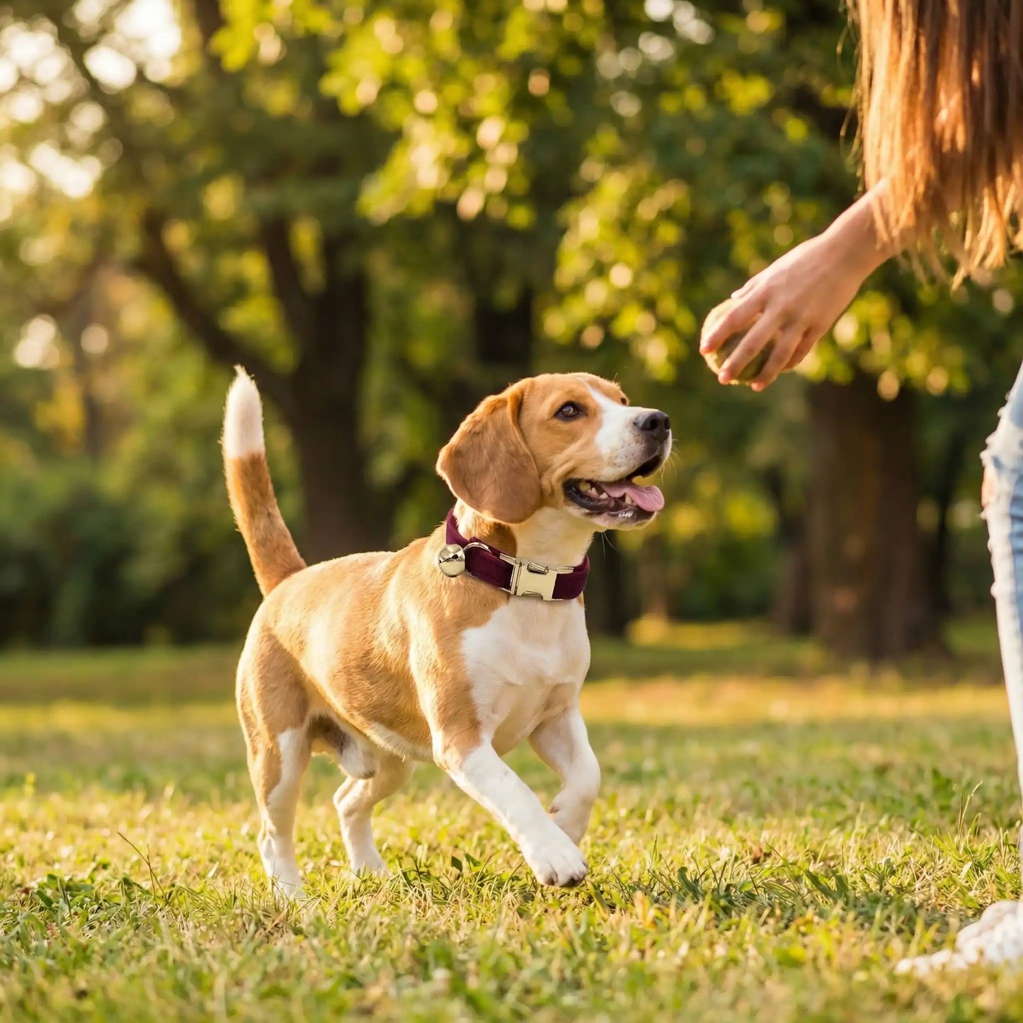Un chiot beagle joue à la balle avec sa maitresse, porte son collier pour chiot bourgogne