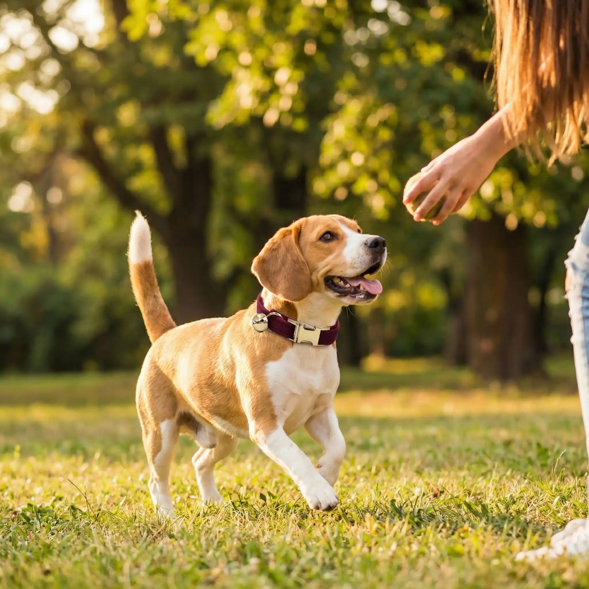 Un chiot beagle joue à la balle avec sa maitresse, porte son collier pour chiot bourgogne