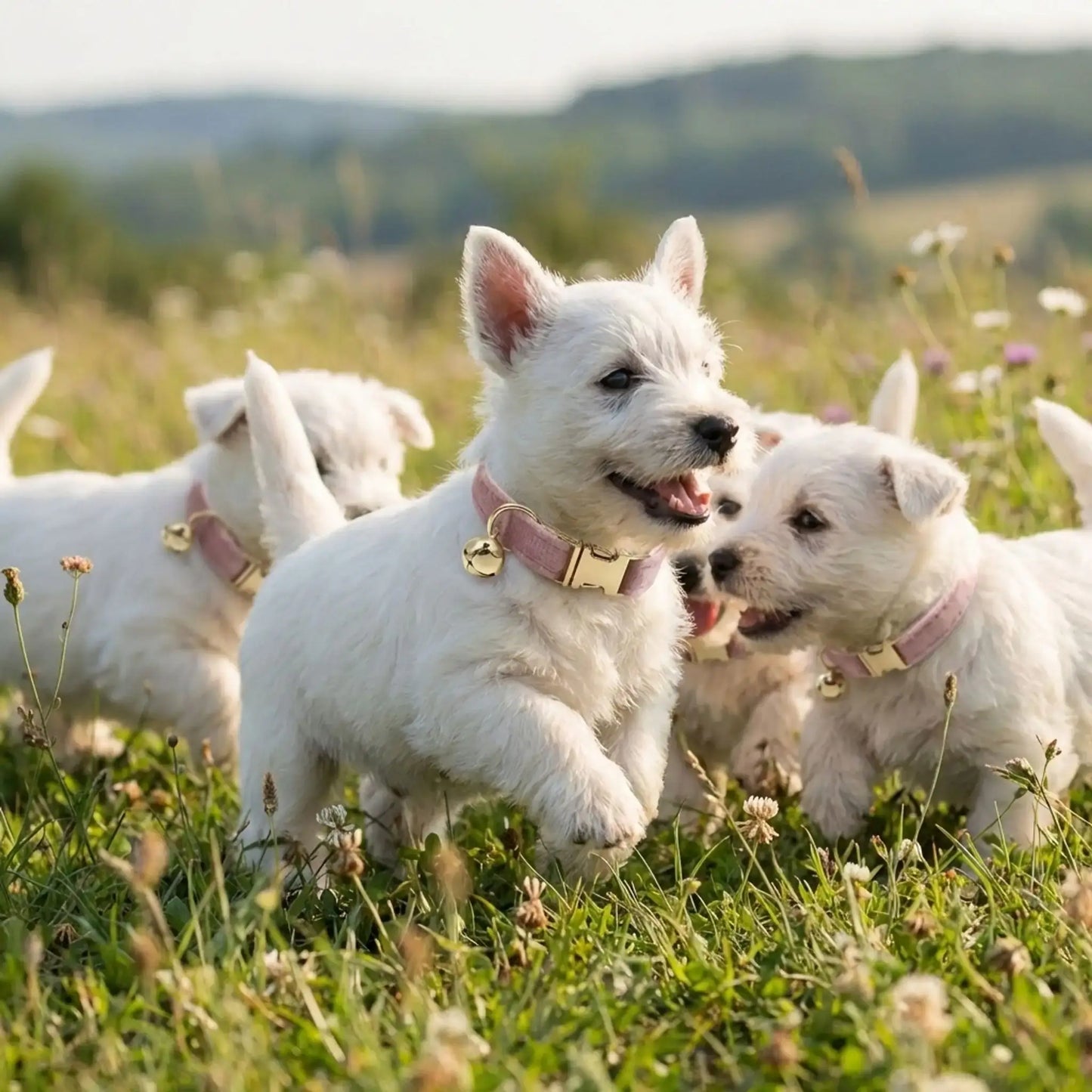 Une fratrie de west highland joue sur la pelouse avec le collier pour chiot de couleur rose.