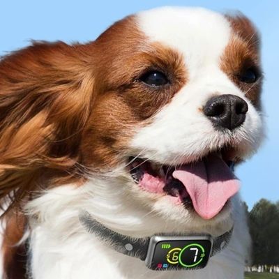 collier pour petit chien anti-aboiement petit cavalier king charle