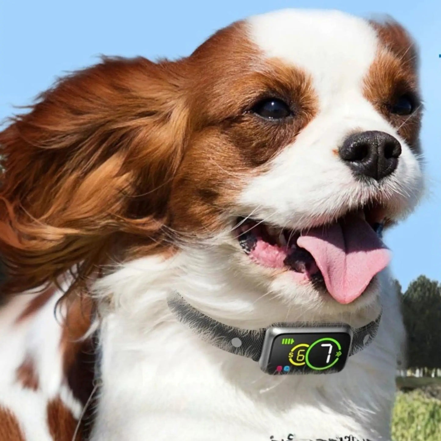 Un chien Shih Tzu avec un collier pour petit chien anti aboiement