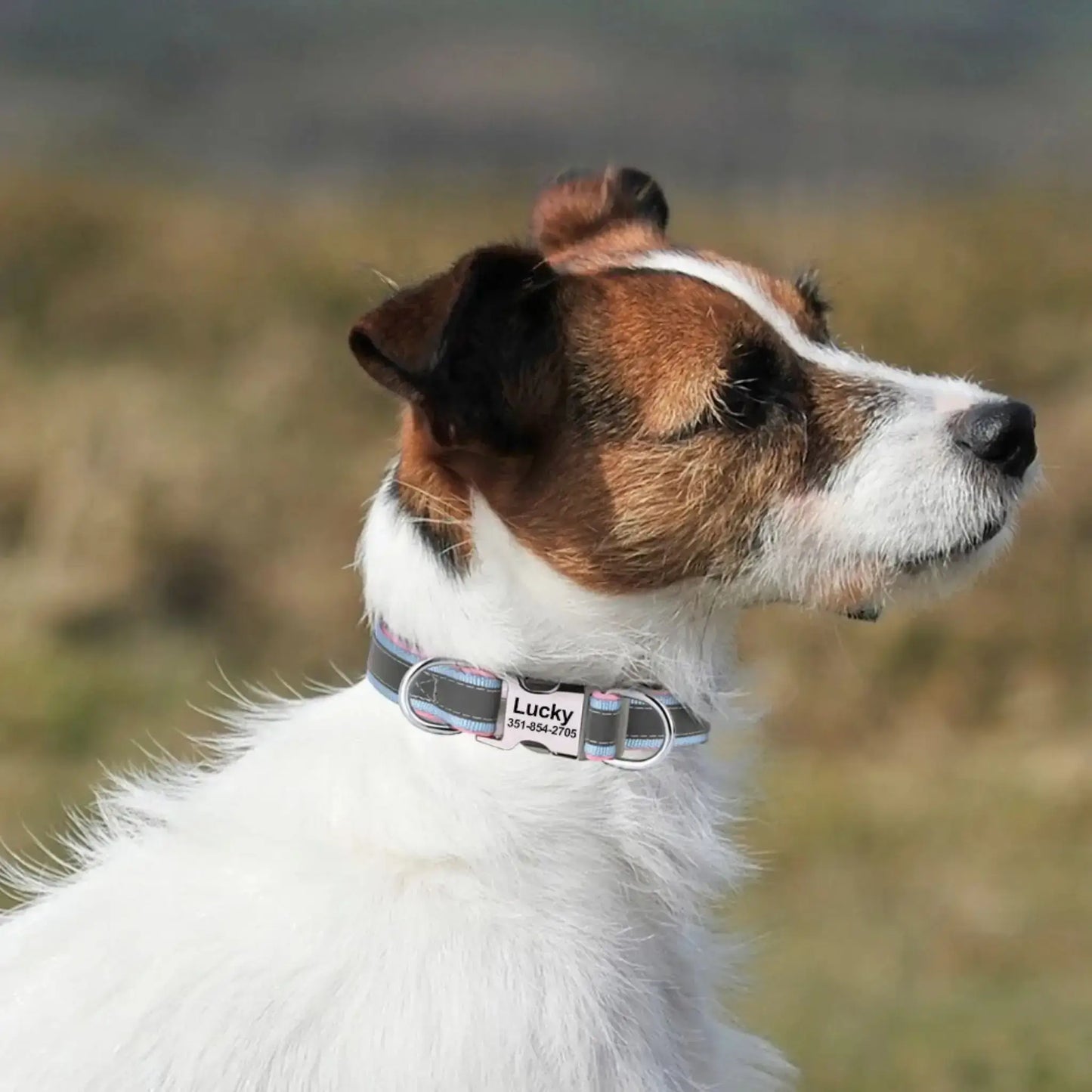 Un Jack Russell porte un collier réfléchissant pour chien ChienÉden bleu.