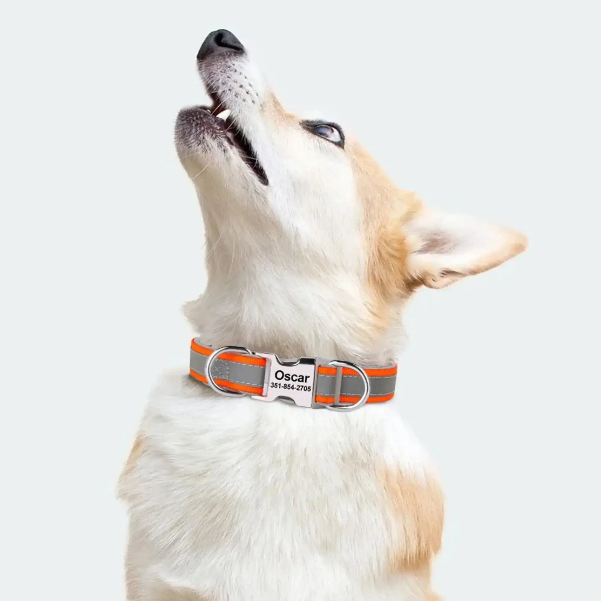 Un corgi porte le collier réfléchissant pour chien ChienÉden orange.