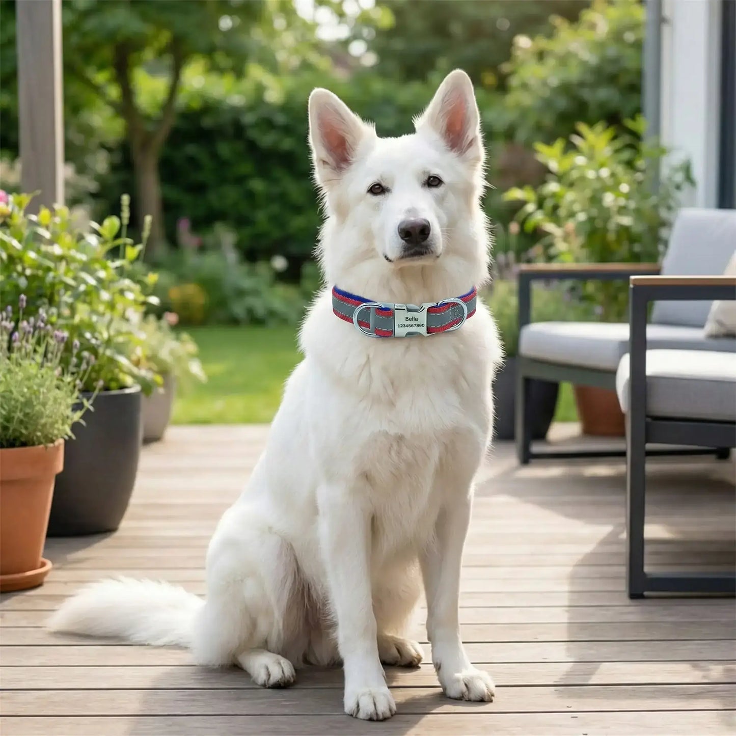 Un berger suisse assis sur une terrasse porte le collier réfléchissant pour chien ChienÉden rouge.