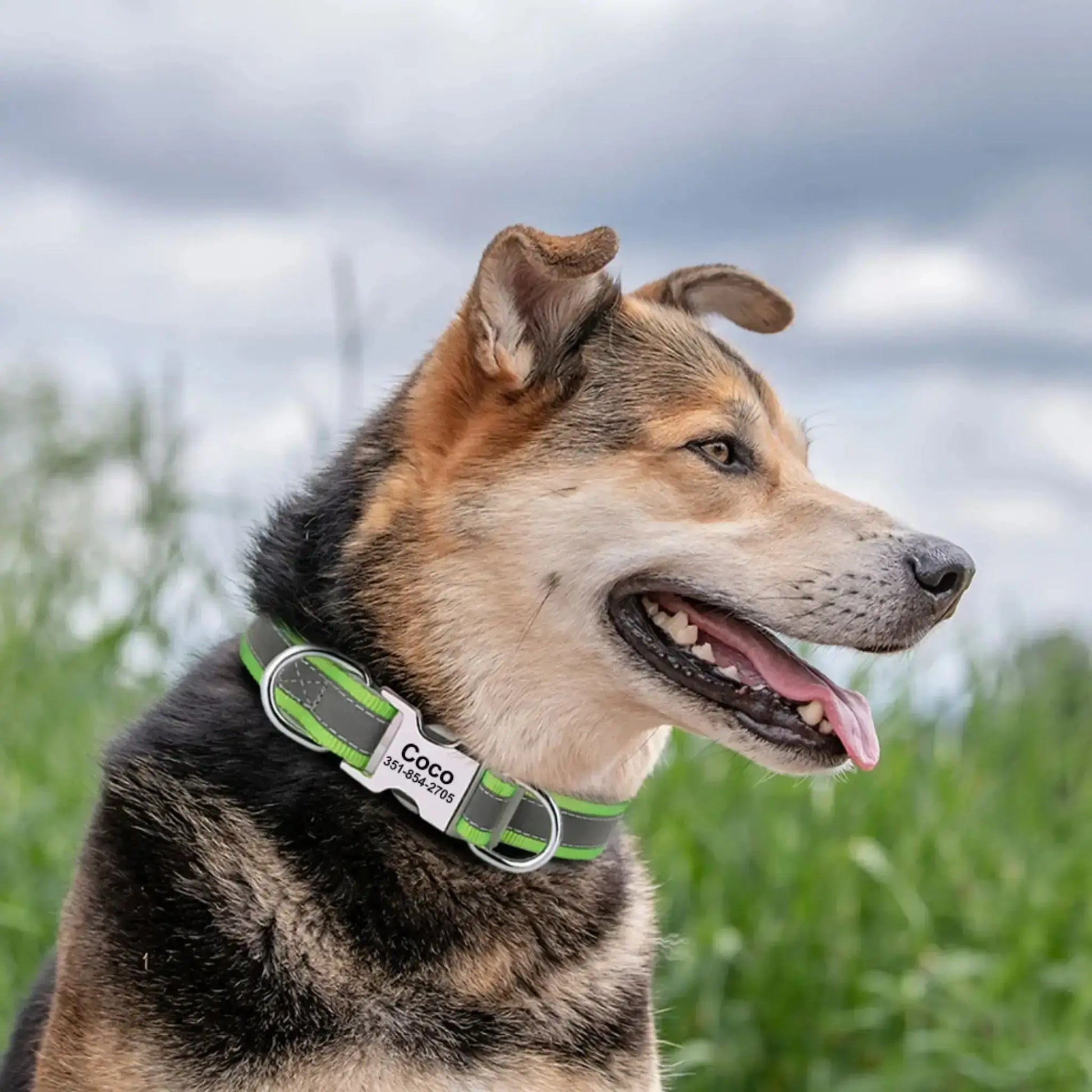 Un husky porte le collier réfléchissant pour chien ChienÉden vert.