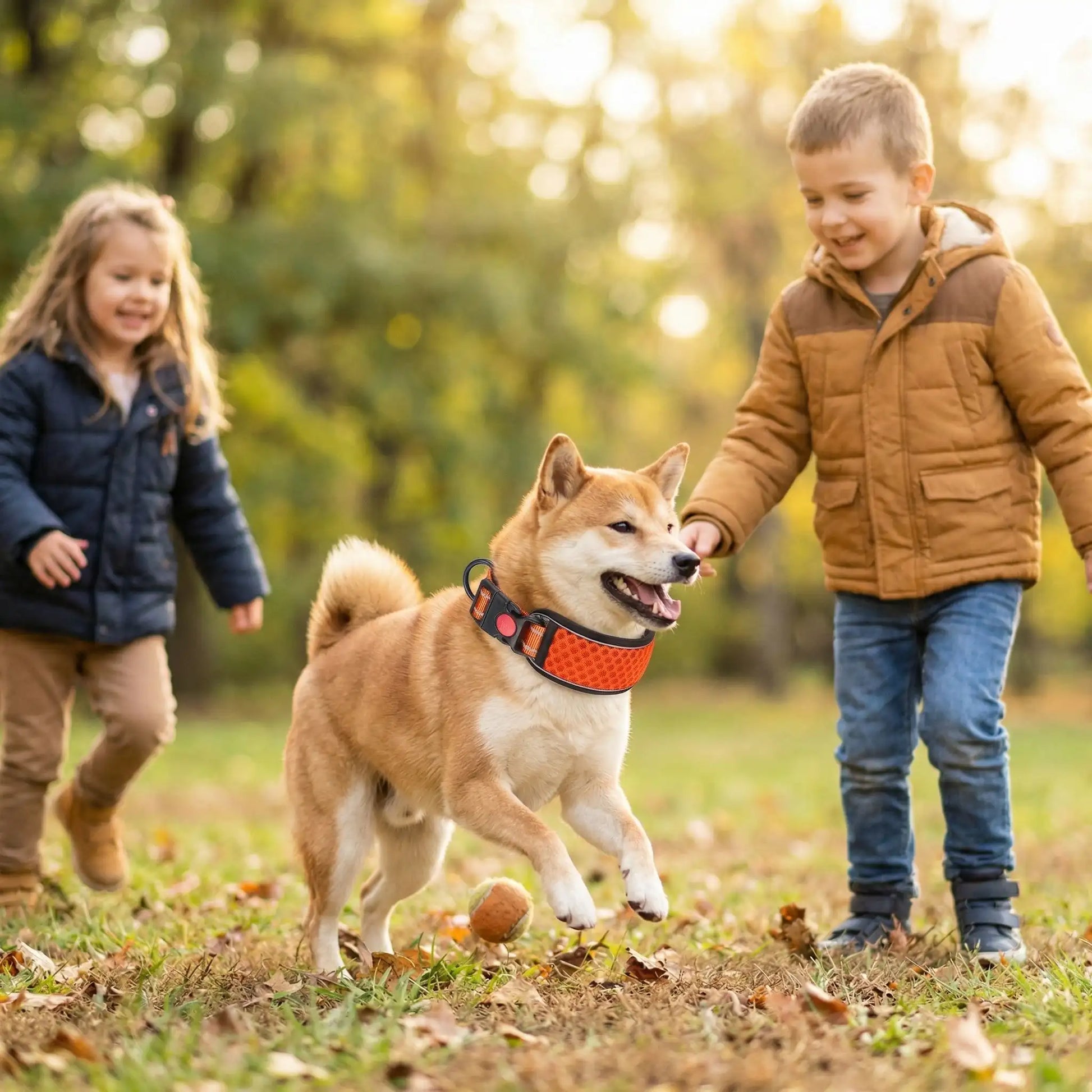 Deux enfants jouent avec un shiba inu qui porte un collier réfléchissant pour chien orange.