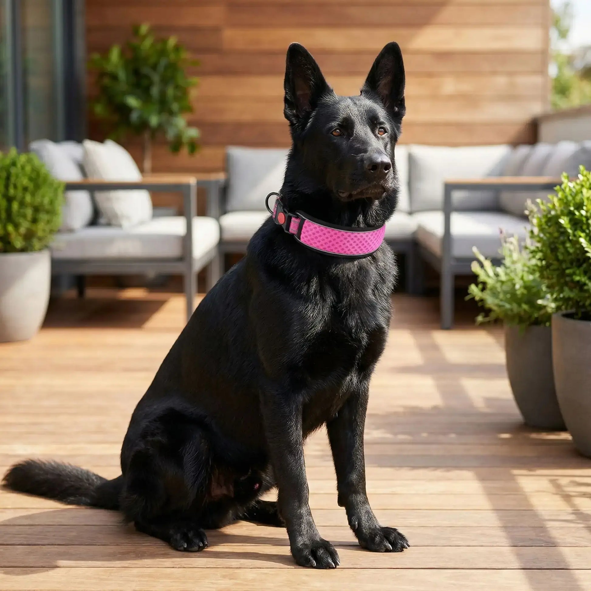 Un berger suisse noir assis sur une terrasse porte le collier réfléchissant pour chien de couleur rose.