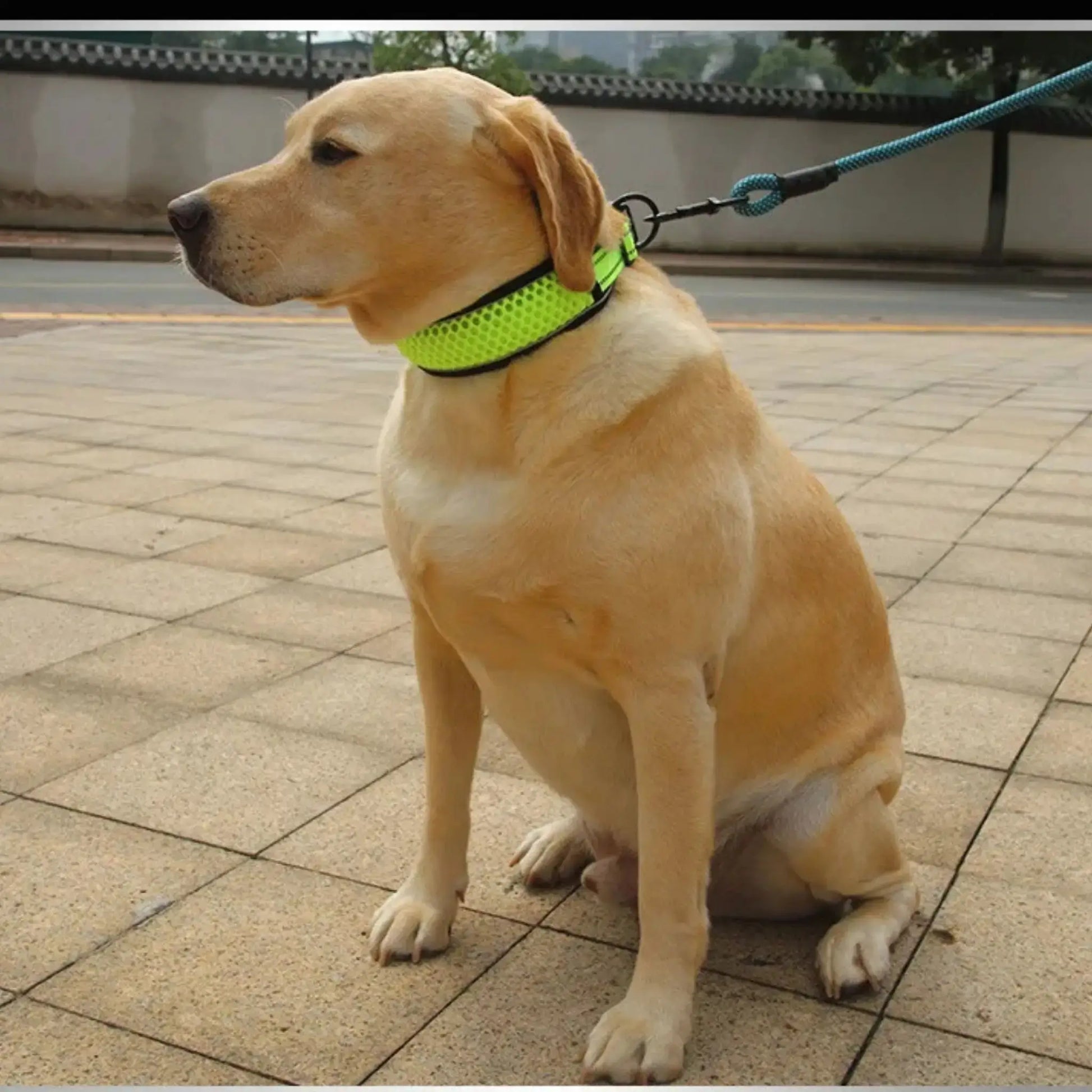 Un labrador assis sur le trottoir avec son collier réfléchissant pour chien vert fluo.