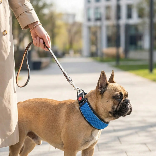 Un bouledogue français en laisse avec sa maitresse porte le collier réfléchissant pour chien LumiDog bleu.