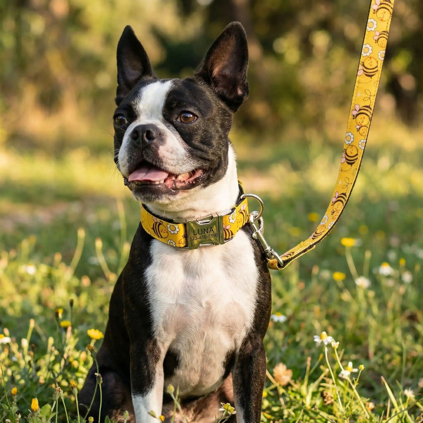 Un Boston terrier assis sur une pelouse porte les colliers pour chien originaux jaunes avec motif abeille.