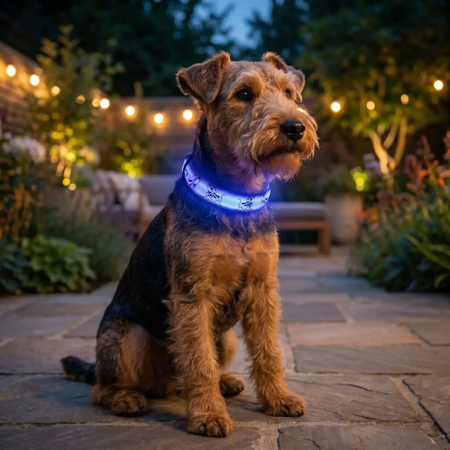 Un welsh terrier assis sur un trottoir la nuit avec les colliers lumineux pour chiens Éclapet bleu.
