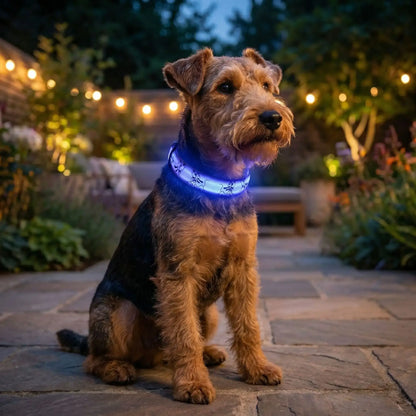 Un welsh terrier assis sur un trottoir la nuit avec les colliers lumineux pour chiens Éclapet bleu.