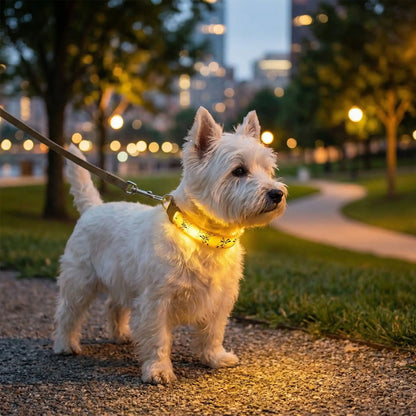 Un west highland en laisse la nuit porte les colliers lumineux pour chiens Éclapet jaune.