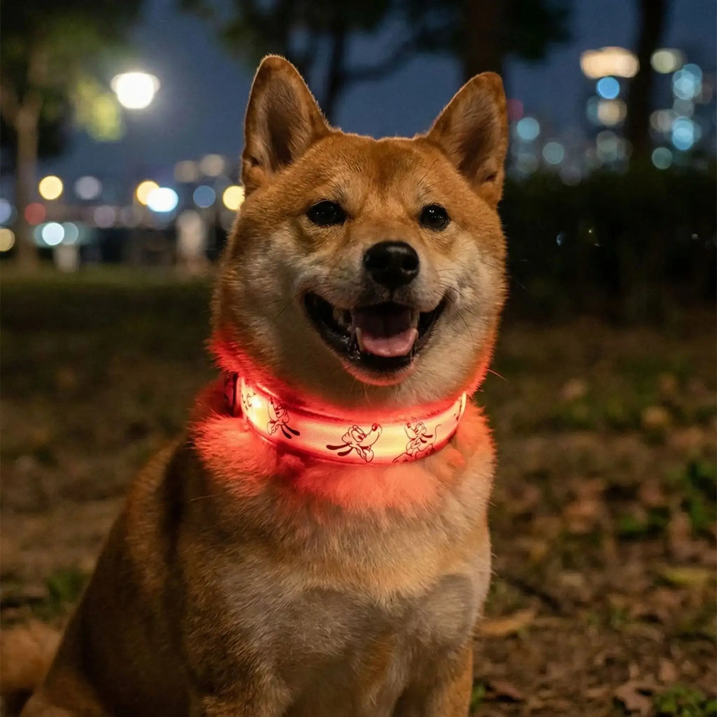 Un shiba inu porte les colliers lumineux pour chiens Éclapet rouge la nuit.
