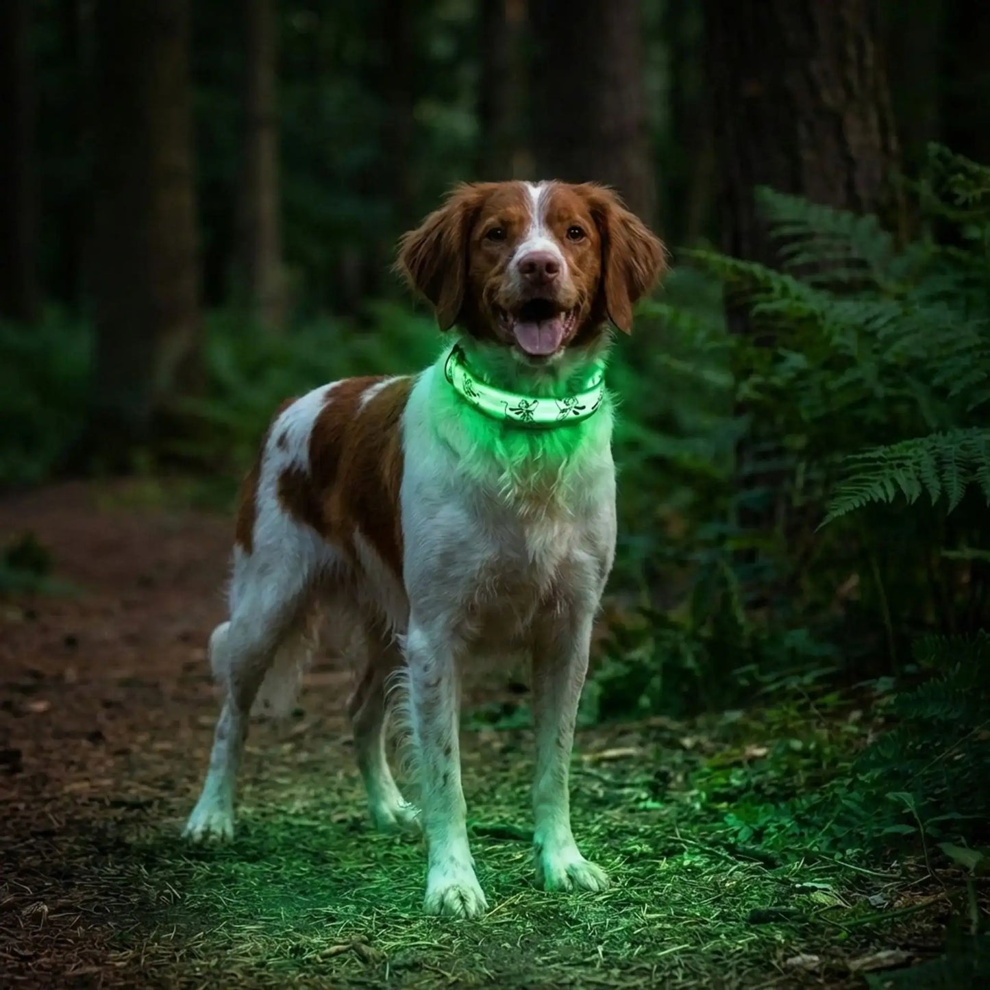 Un épagneul dans la forêt la nuit porte les colliers lumineux pour chiens verts.