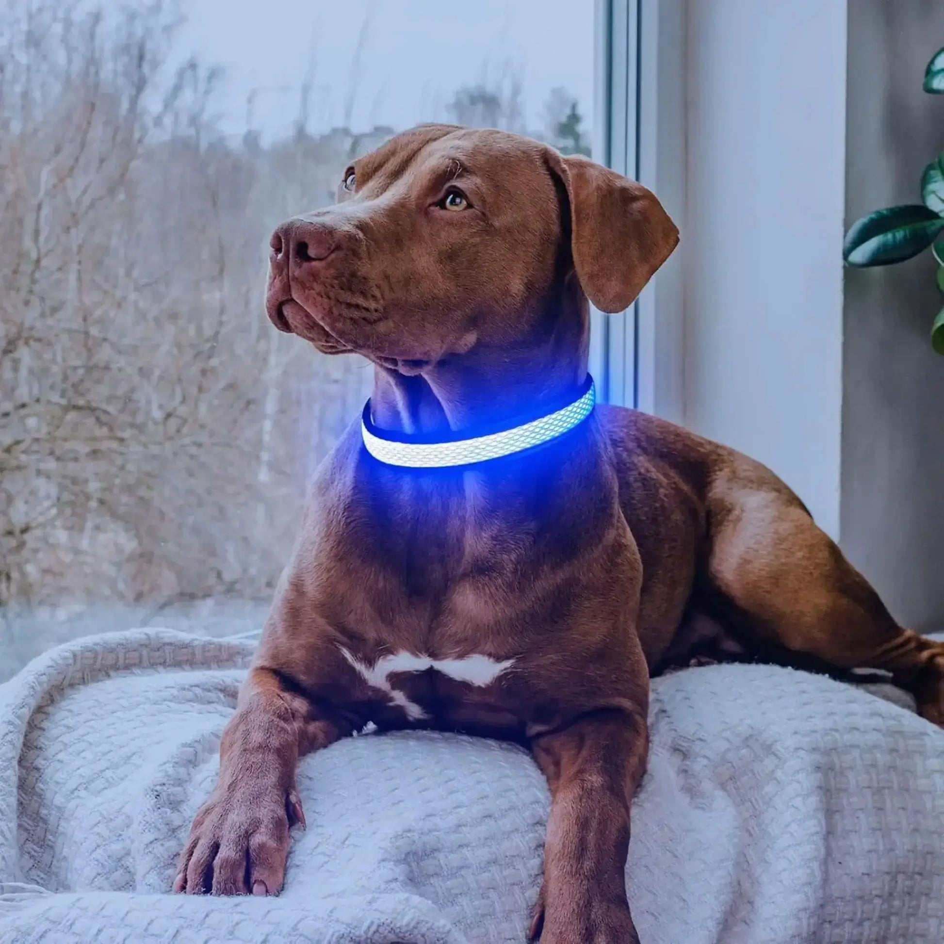 Un amstaff couché près d'une fenêtre porte les colliers lumineux pour chiens Luminette bleu.