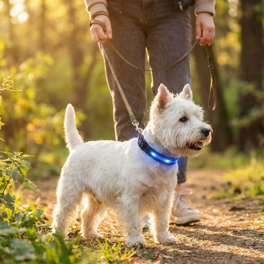 Une femme marche dans un sentier avec son westhighland qui porte les colliers lumineux pour chiens Luminette bleu.