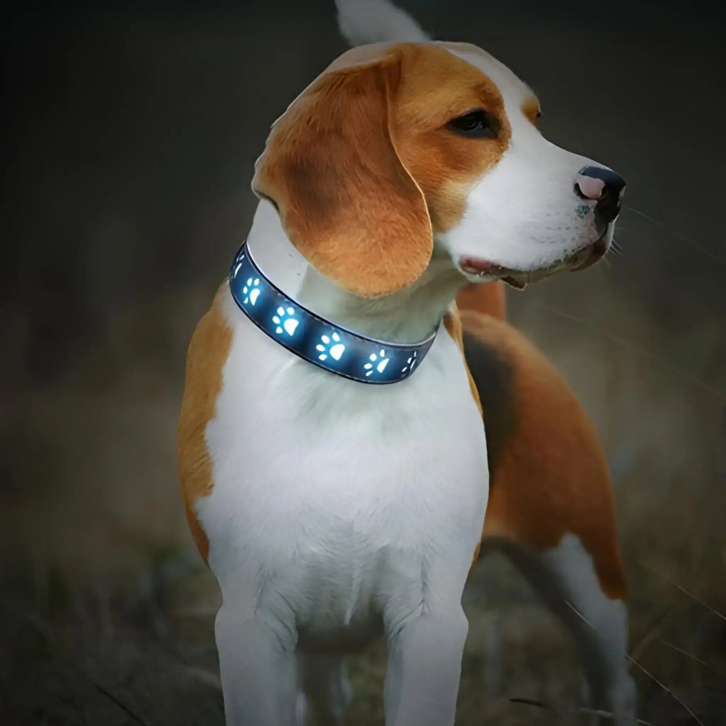 Un beagle porte les colliers lumineux pour chiens LumiPatte bleu.
