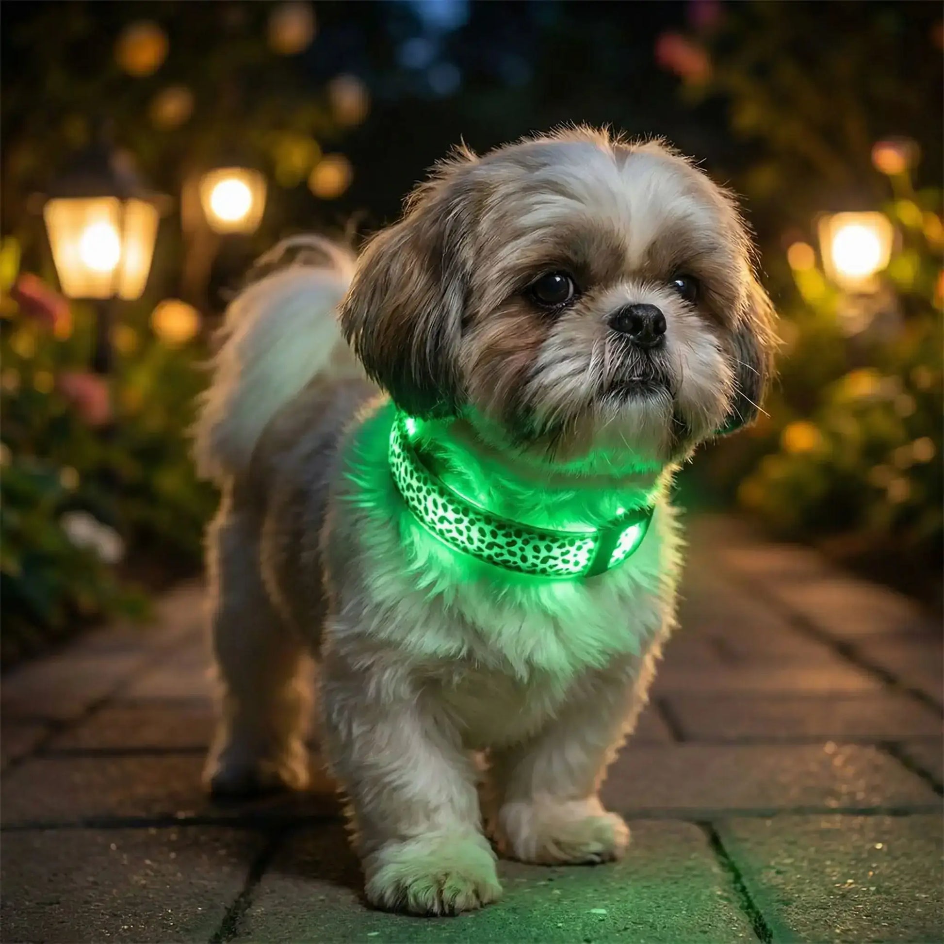 Un Shih Tzu sur un trottoir la nuit porte les colliers lumineux chiens Brillou vert.