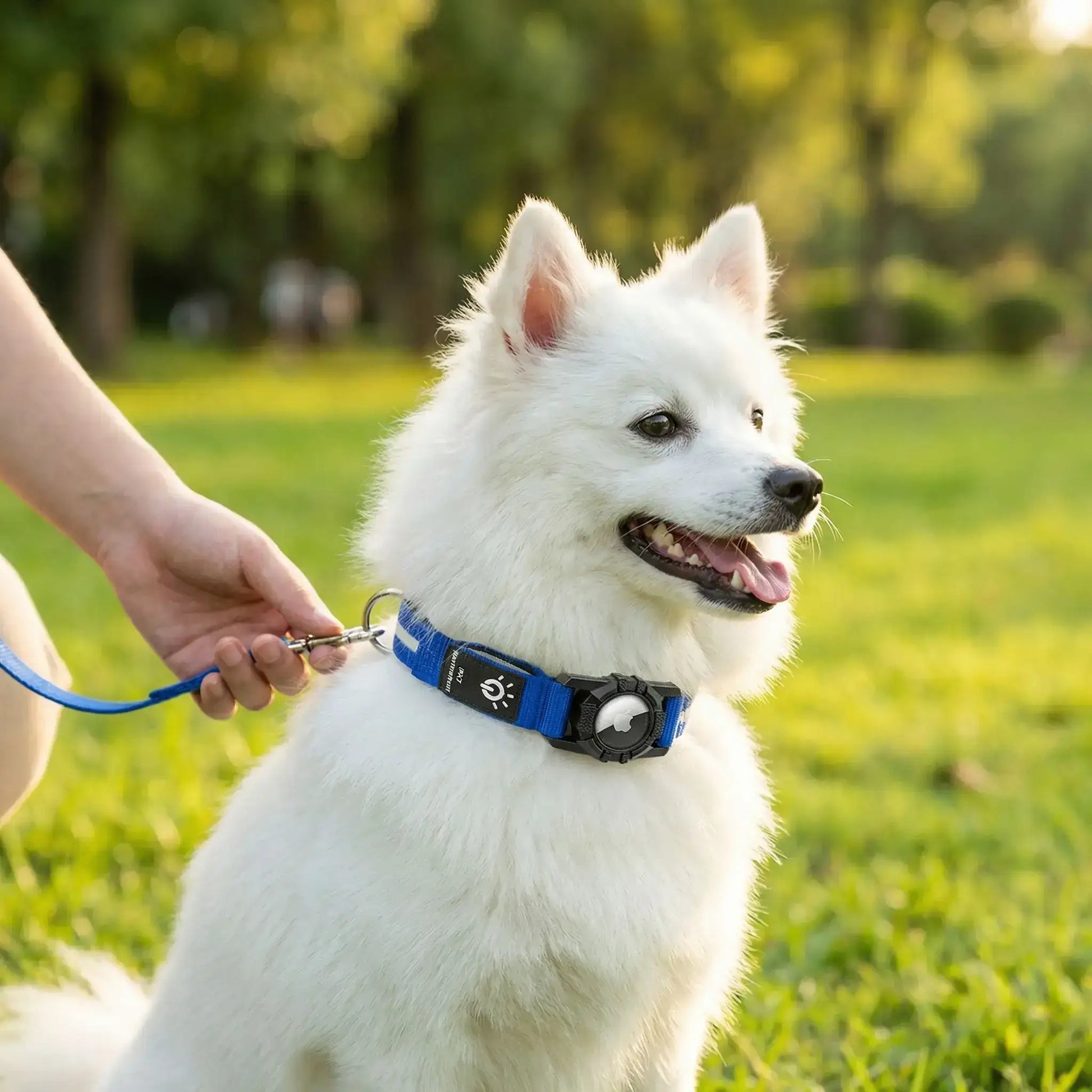 Un spitz japonais blanc porte les colliers lumineux pour chiens LumiPet bleu.
