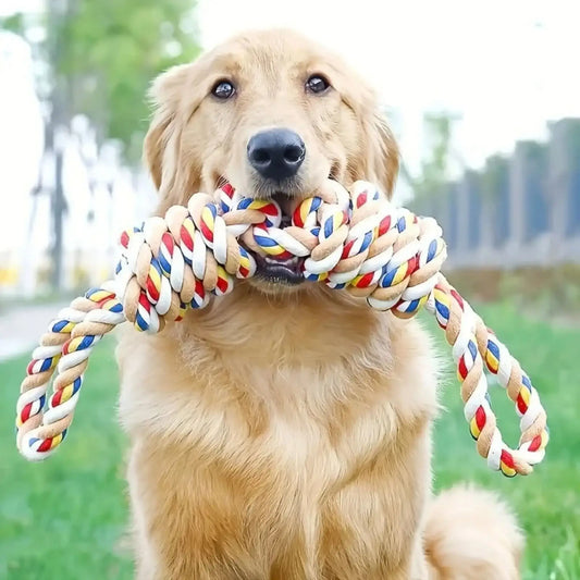 Un golden retriever avec la corde jouet pour chien dans la bouche.
