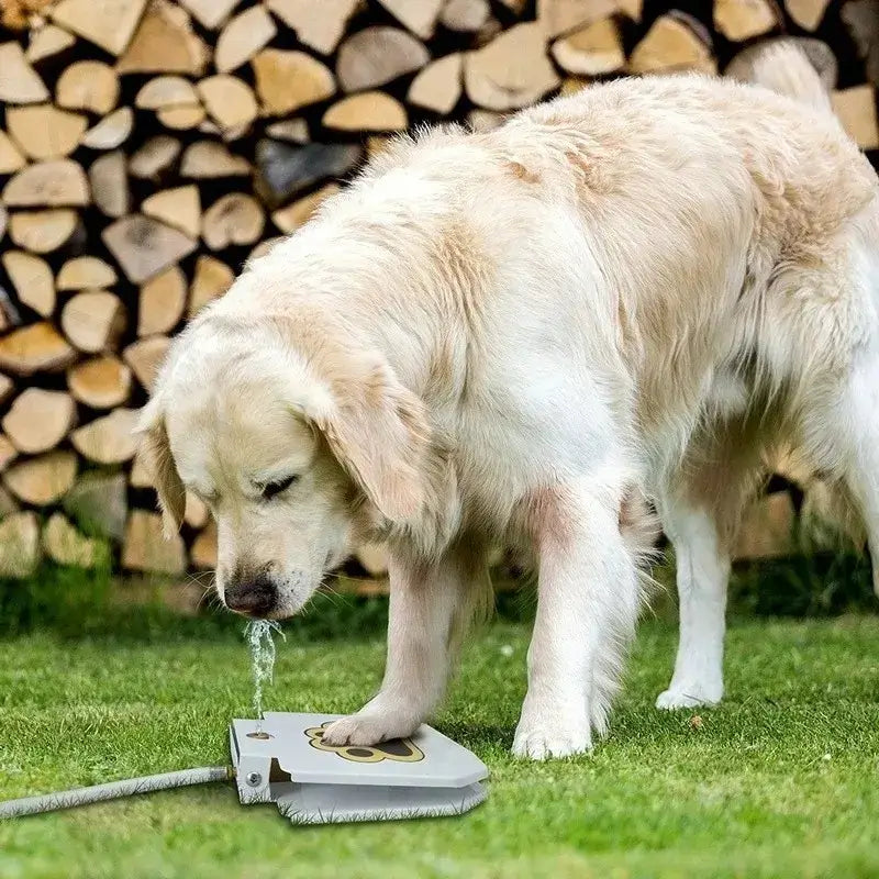 Un golden retriever boit avec la fontaine pour chien.