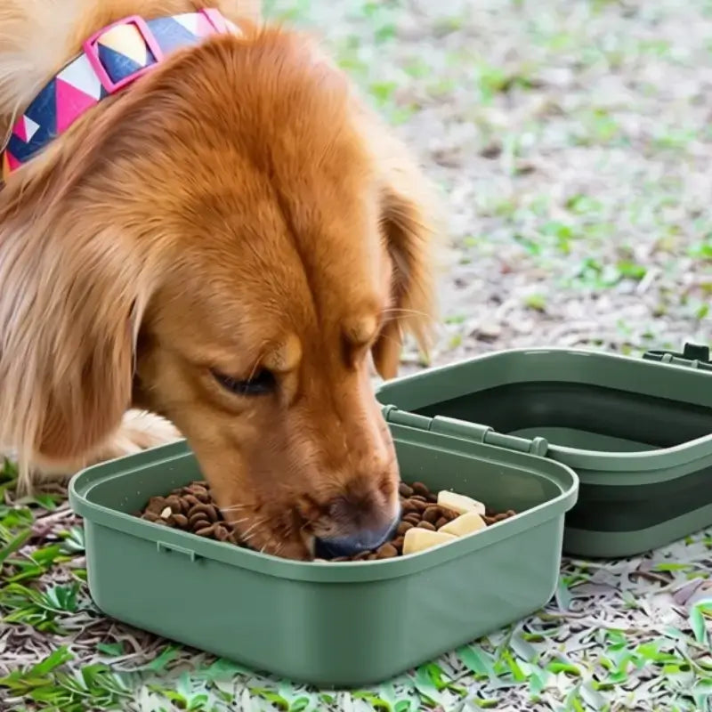Un golden retriever mange dans la gamelle pour chien.