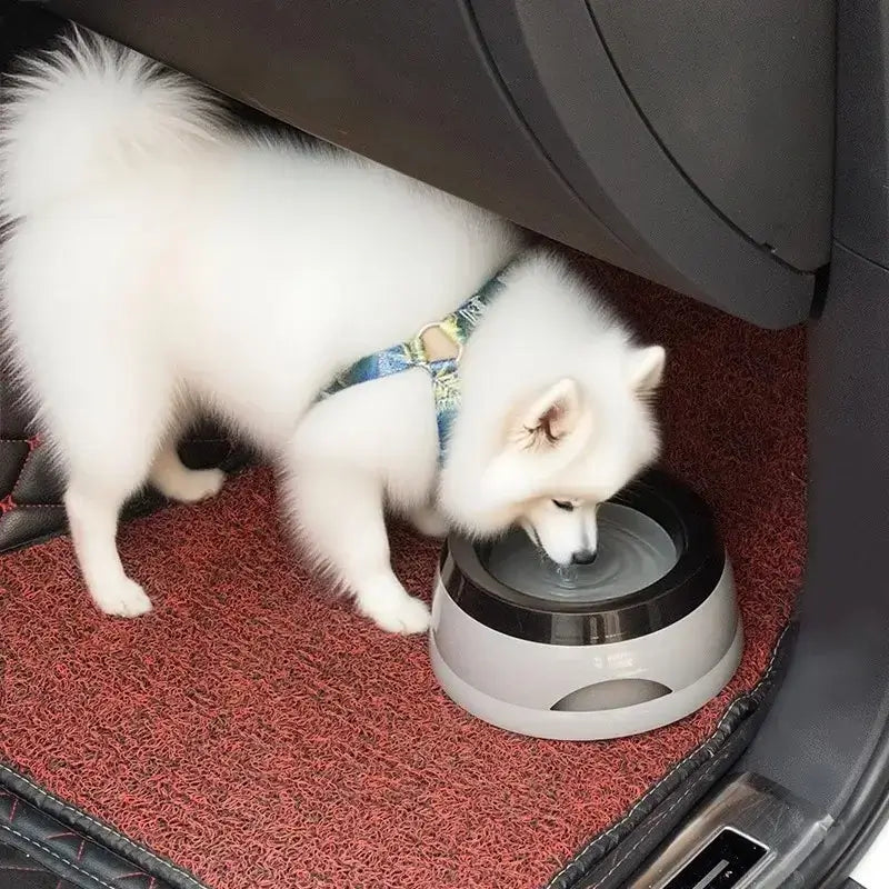 Un spitz japonais boit dans la voiture avec sa gamelle d'eau pour chien anti-éclaboussure.