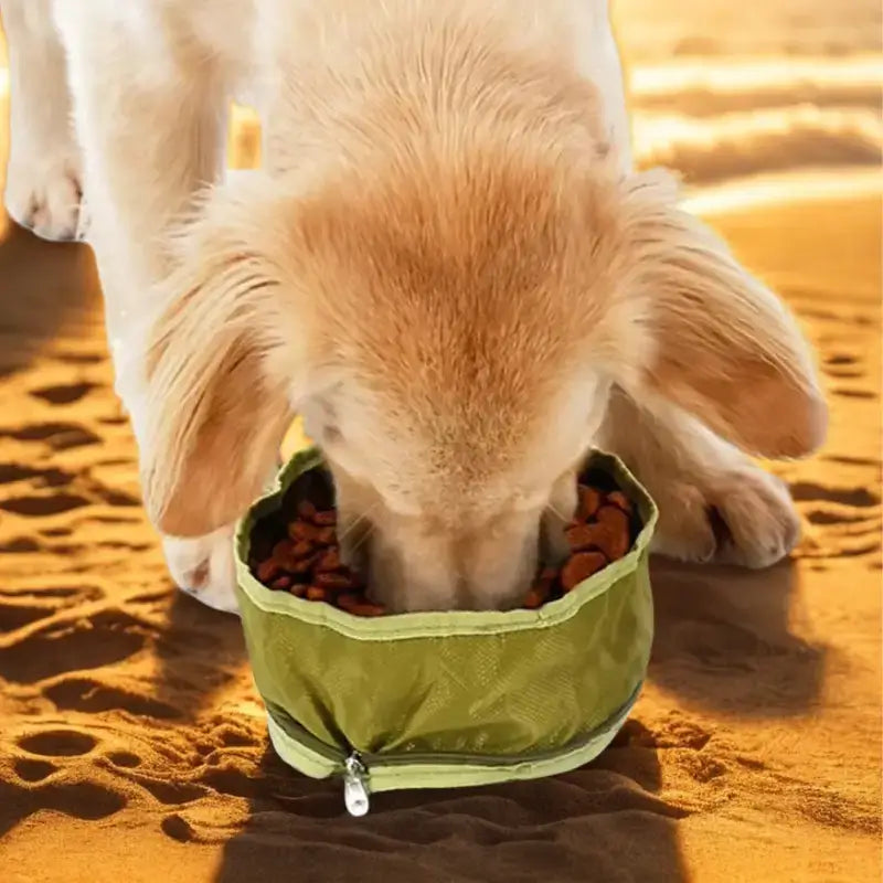Un chien mange dans une gamelle pour chien de voyage verte sur une plage. 