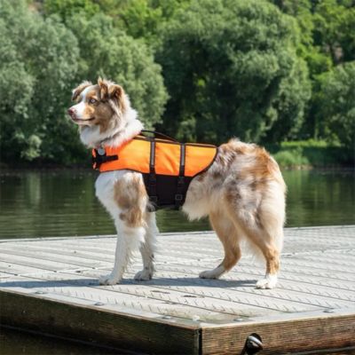 gilet de sauvetage chien border colli quai gilet orange