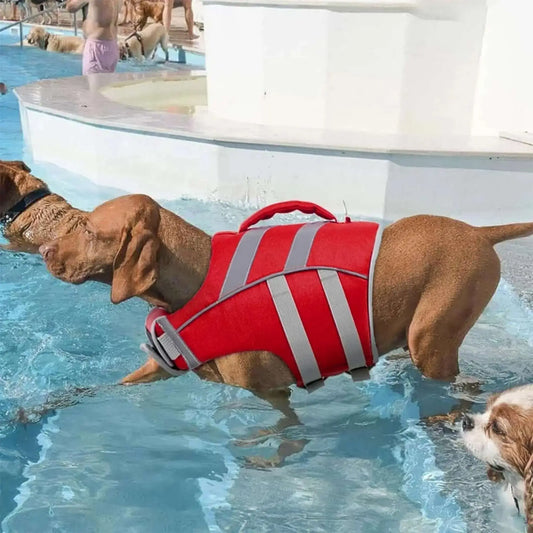 Un braque allemand entre dans une piscine vêtu d'un gilet de sauvetage pour chien rouge.