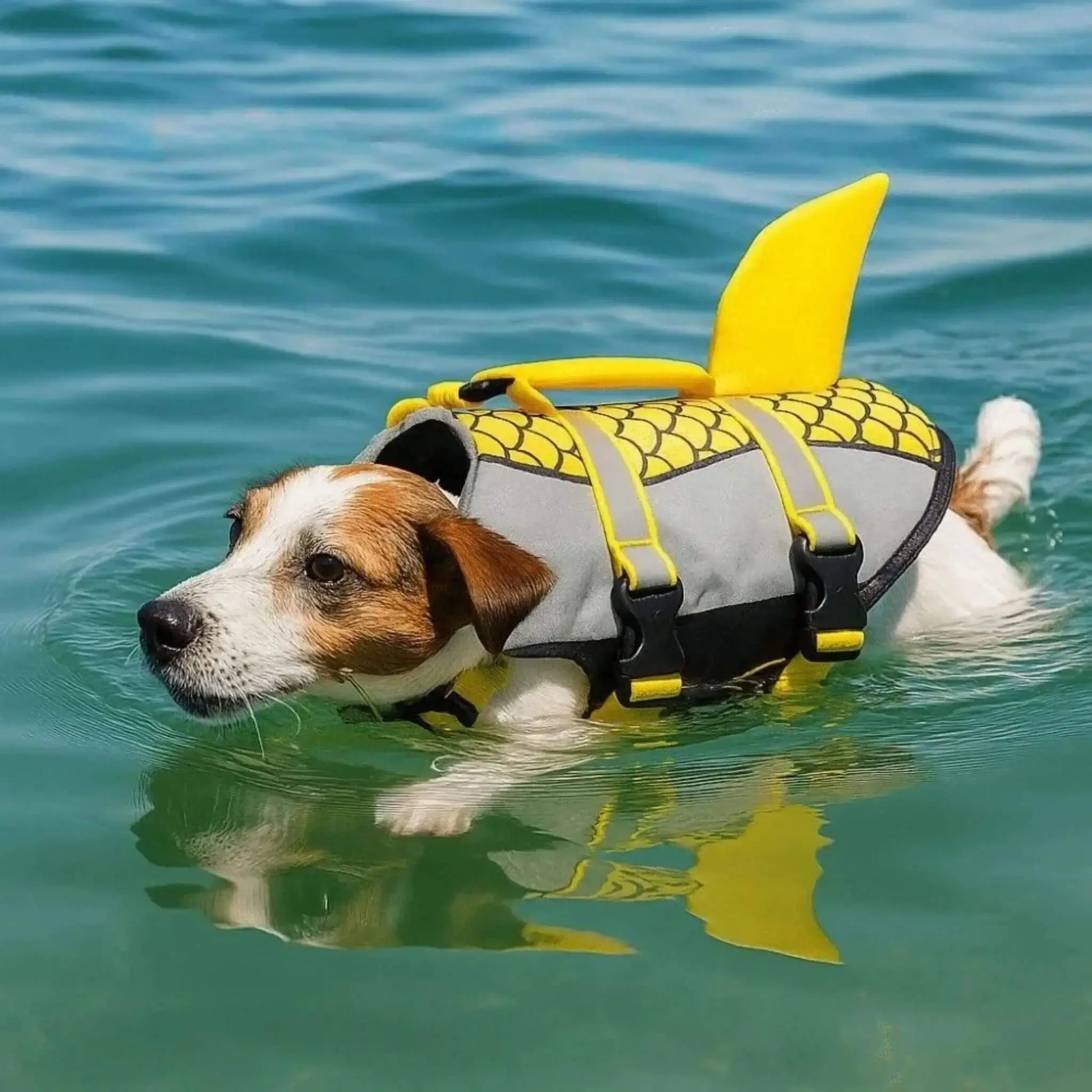 Un jack russell nage dans un lac avec son gilet de sauvetage pour chien jaune.