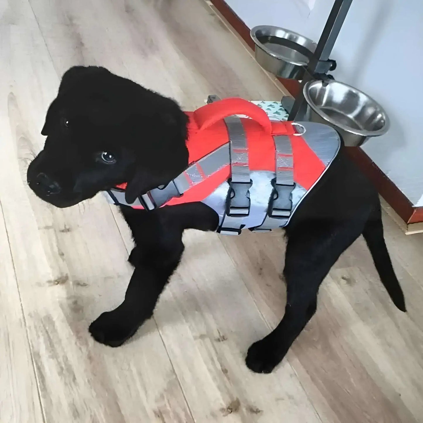 Vu de haut, un chiot labrador vêtu d'un gilet de sauvetage pour chien rouge.