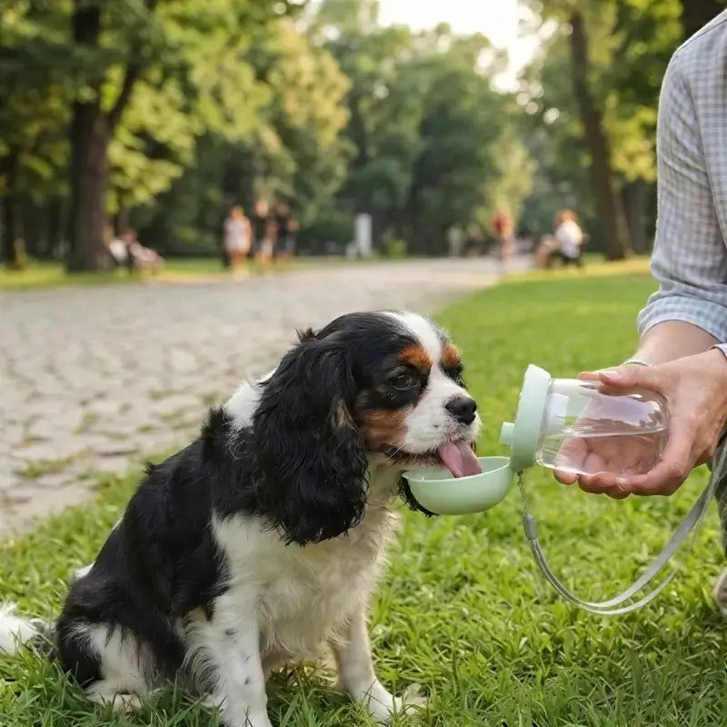 Un cavalier King Charles boit de l'eau avec la gourde pour chien verte.