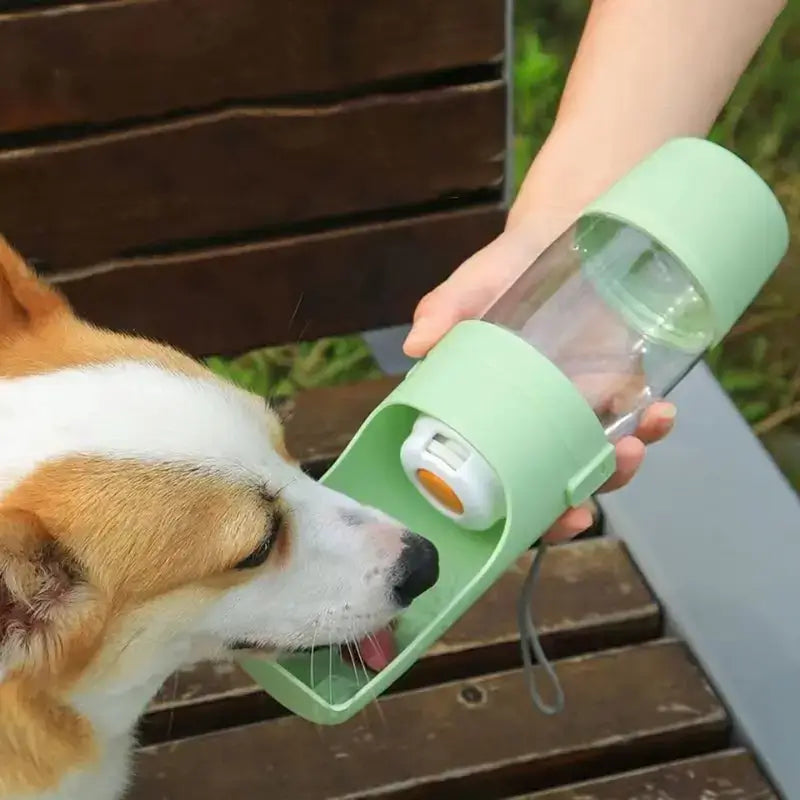 Un corgi boit de l'eau avec la gourde pour chien verte.