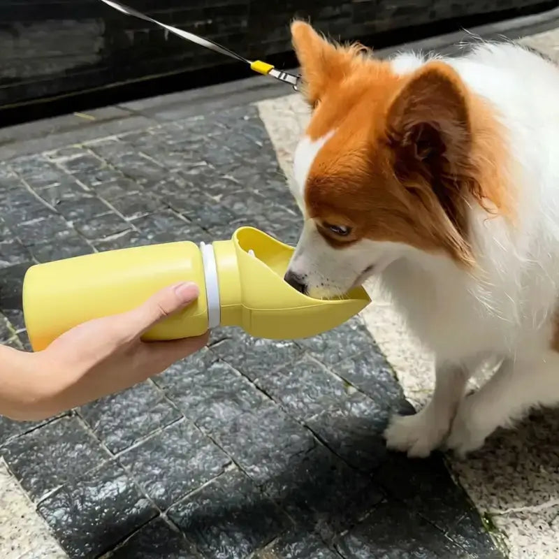 Un corgi boit de l'eau dans la gourde pour chien jaune.
