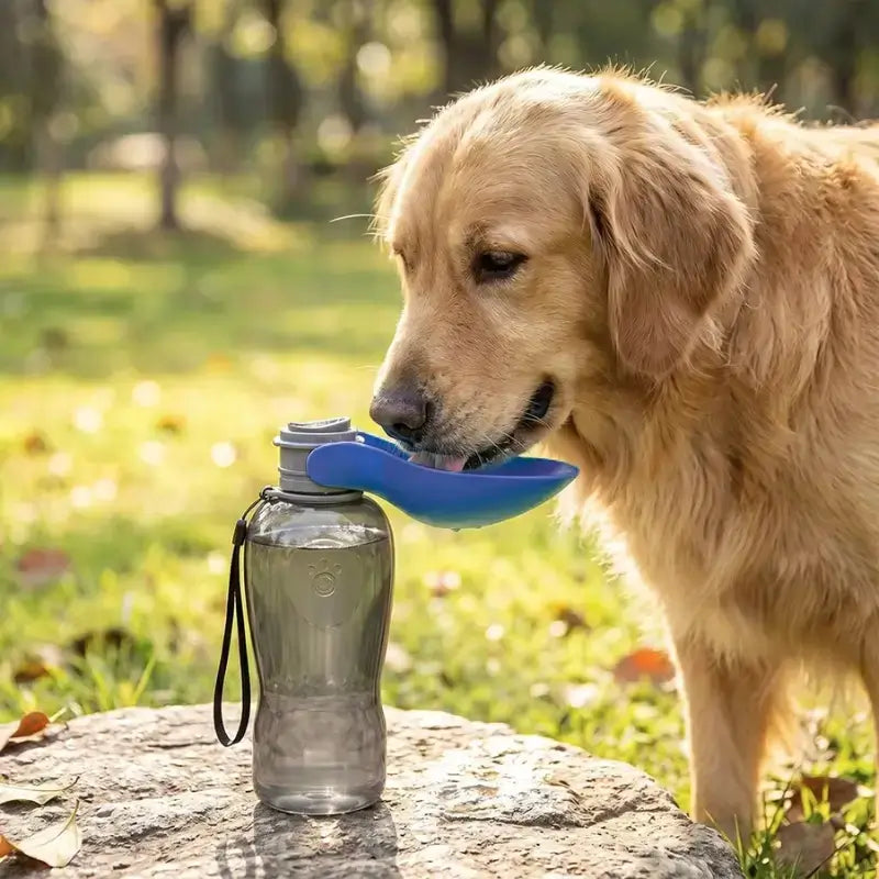Un golden retriever boit de l'eau avec la gourde pour chien bleue.